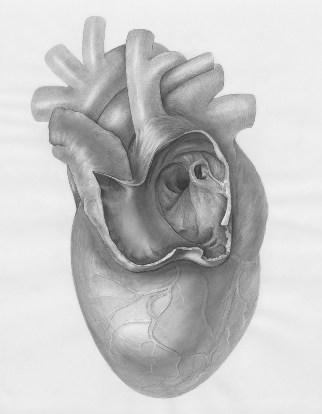 Heart rate and blood pressure graphs during sleep